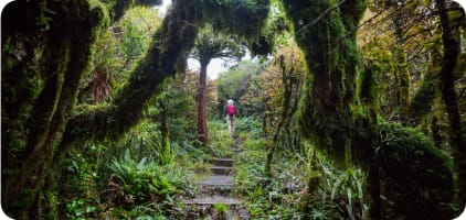 Jungle Thrills in Chiapas